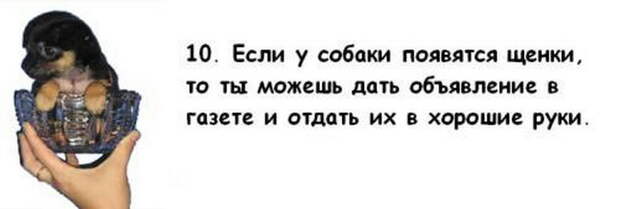 Почему собака лучше жены Почему собака лучше жены