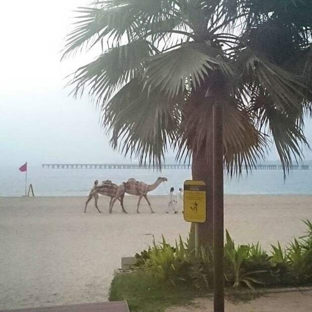 Это Дубай детка или вещи, которые можно увидеть только в этой стране