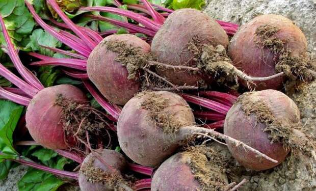 Вкусная и полезная свекла − один из самых популярных корнеплодов на наших грядках