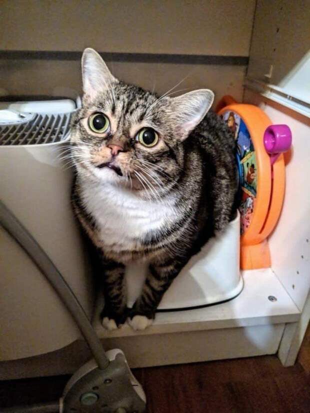 Снимки котов, которые впали в экзистенциальный кризис