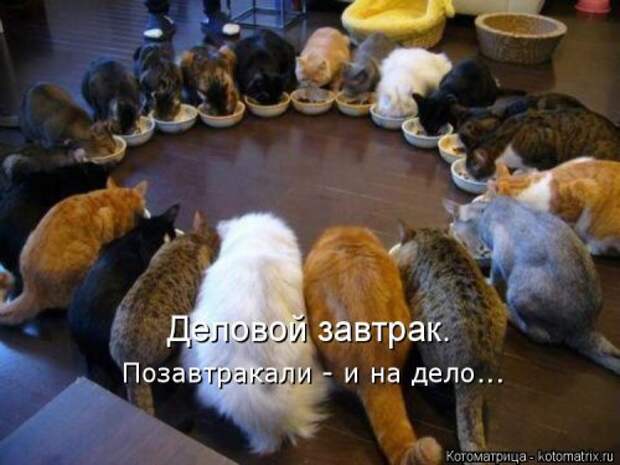Свежая котоматрица на Бугаге (26 фото)