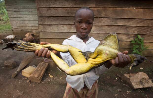 Bigpicture ru 7 goliath frog