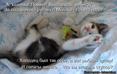 Новая котоматрица для всех! (36 фото)