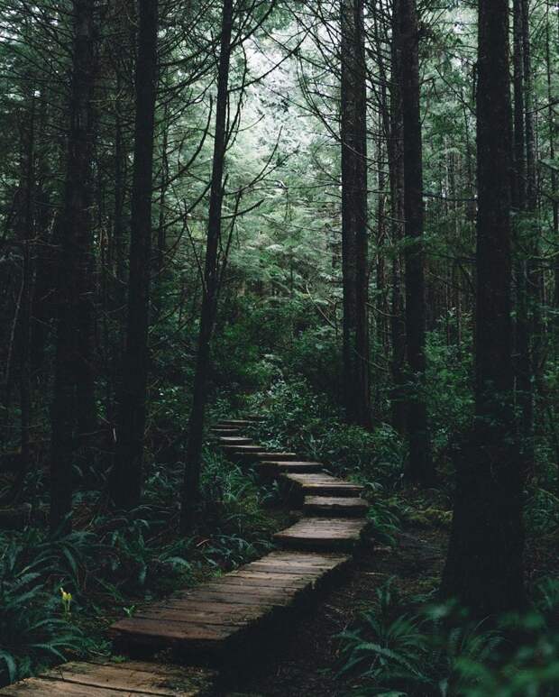А давно ли вы гуляли в лесу? лес, отдых, природа, прогулки
