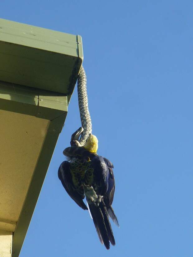 А тем временем в Австралии А тем временем в Австралии австралия, животные, змея