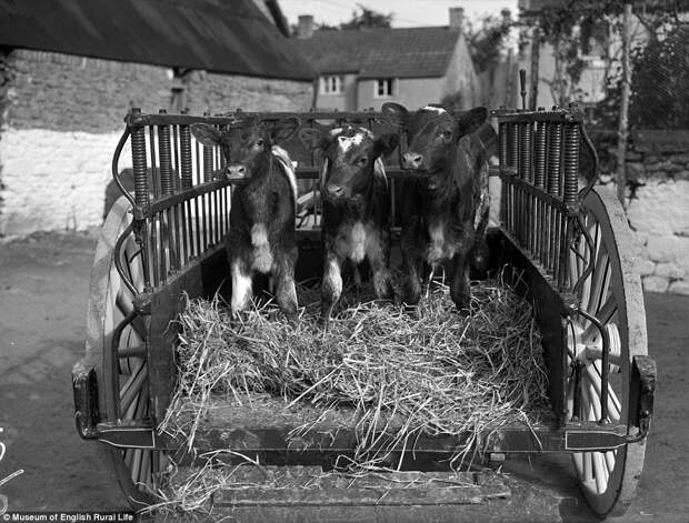 Забытые традиции британской сельской жизни в исторических фотографиях 