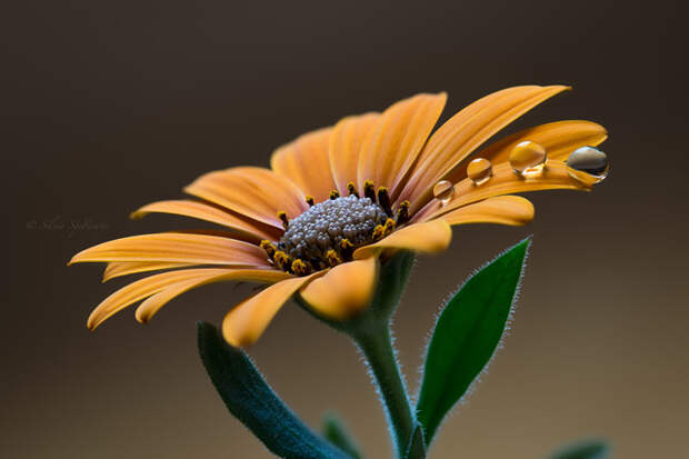 7. Солнечный цветок макро, фотограф