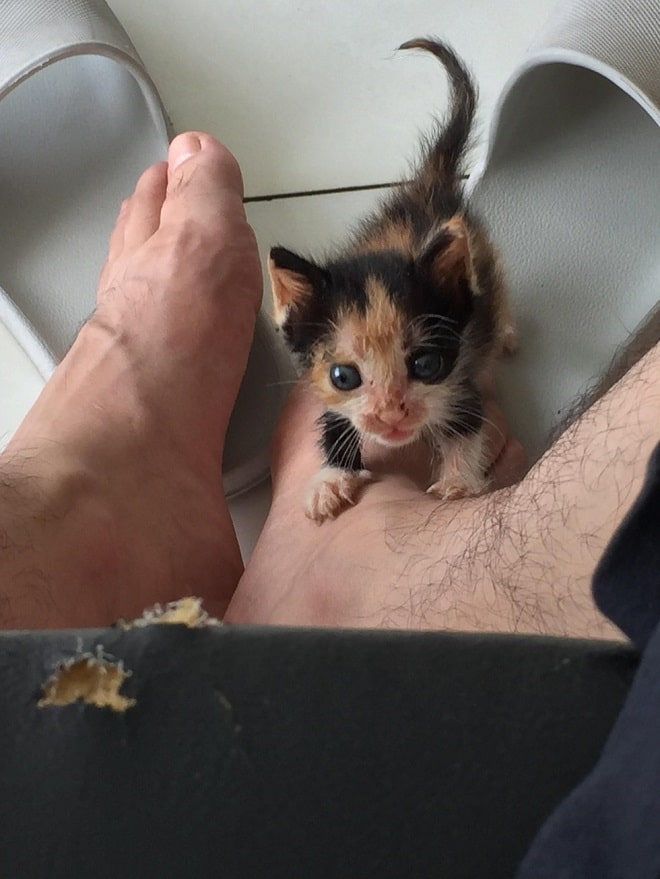 Котенок и ноги