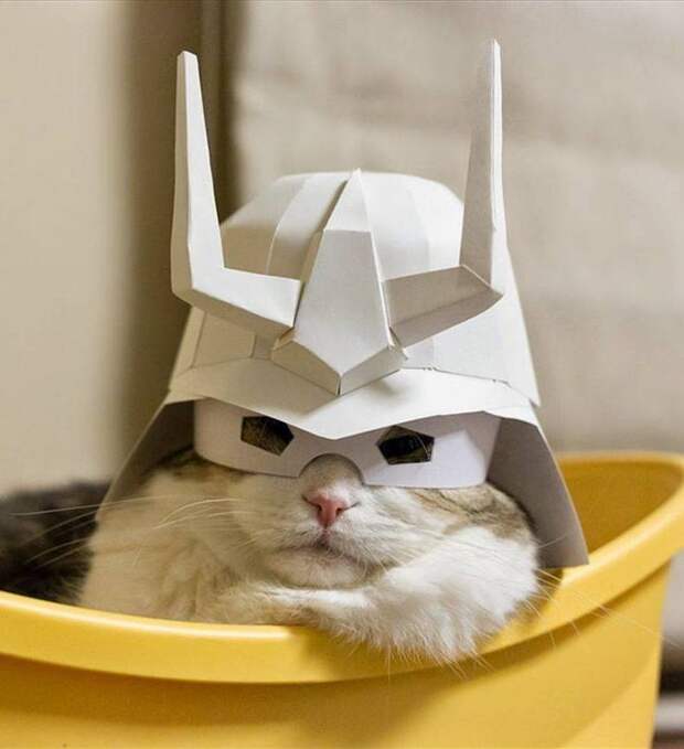 Кот в шлеме