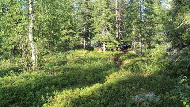 Более 1 млн рублей задолжали арендаторы лесных участков в Удмуртии