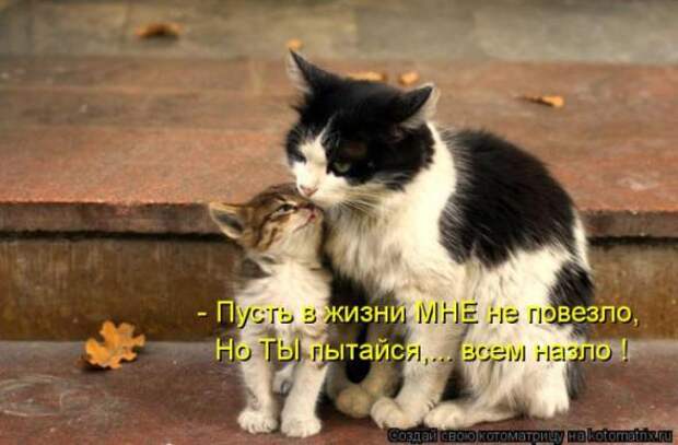 Котоматрицы(картинки с надписями)