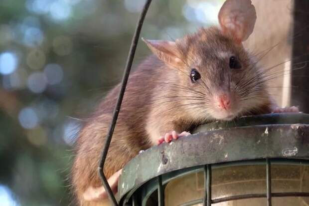 В Нью-Йорке зарегистрирована вспышка редкого заболевания, передающегося через крысиную мочу