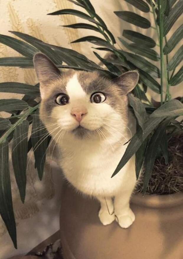Смешные коты и кошки (21 фото)