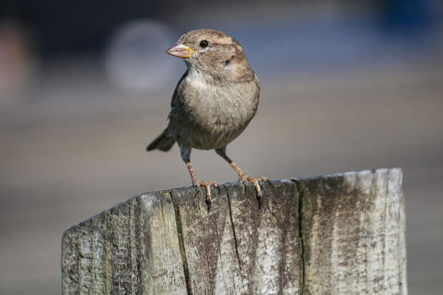 Орнитолог Чернова: птицы в Москве поют зимой из-за увеличения количества света