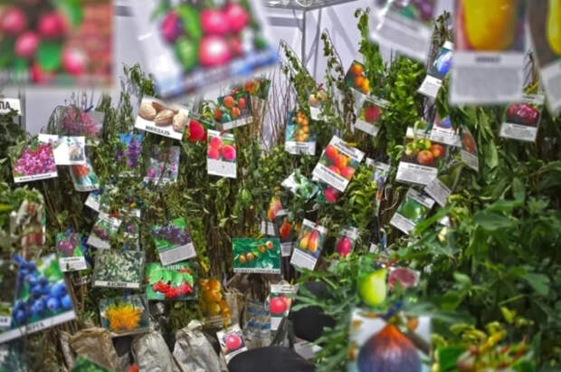 Эколог Ерофеева рассказала, как выявить обман с семенами на маркетплейсах