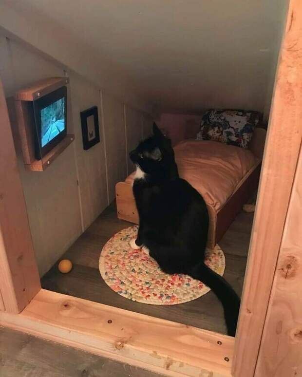 Смешные кадры с животными, которые поднимут настрой
