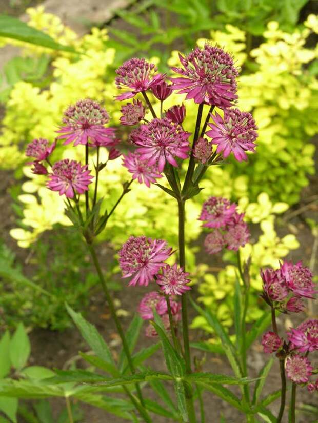 astrantia major claret1_9 Shevireva