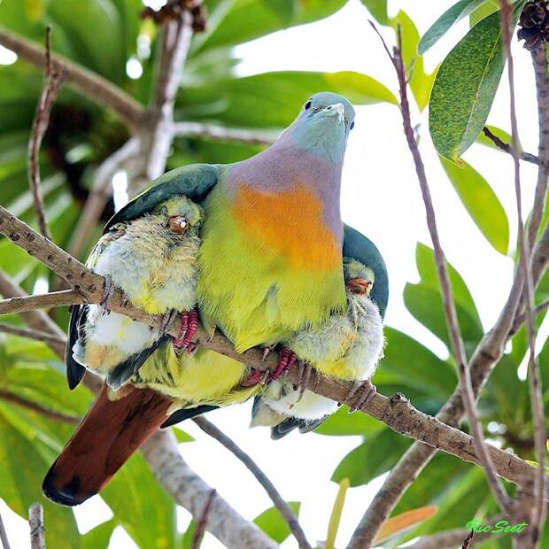 animalparents06 Эти животные научат быть хорошими родителями