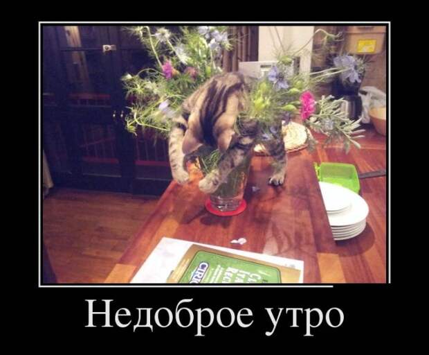 Демотиваторы (30 фото)