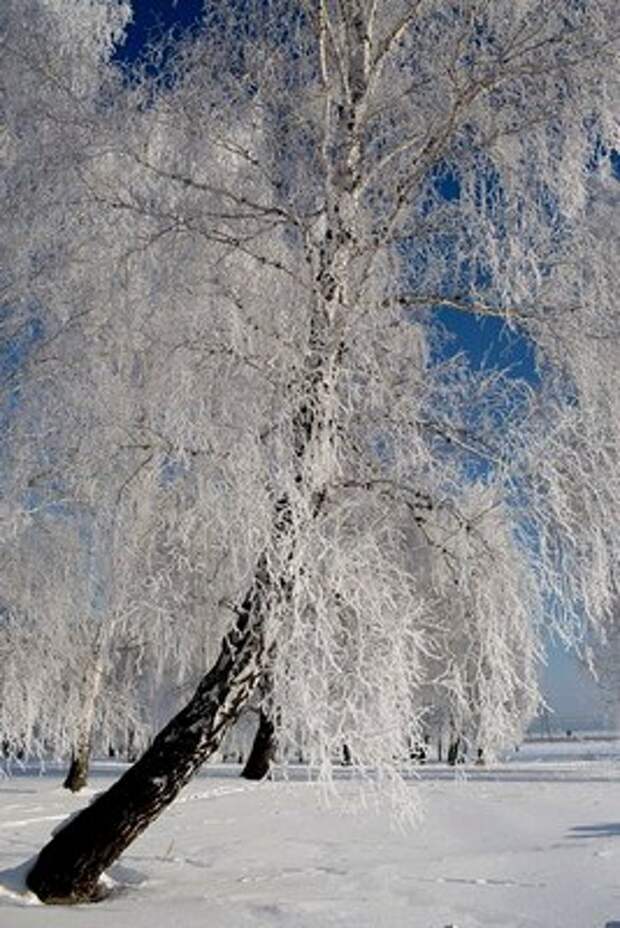 Куржак