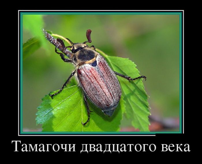 Демотиваторы (30 фото)