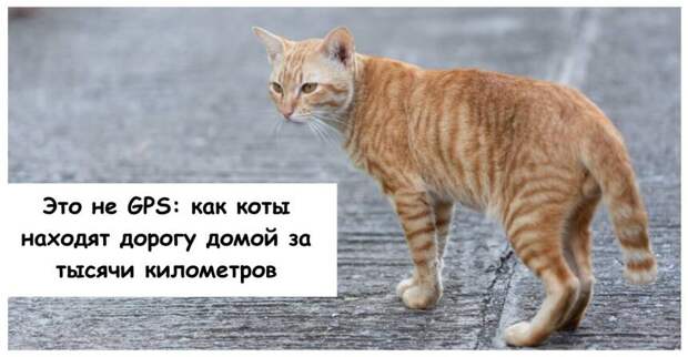 Это не GPS: как коты находят дорогу домой за тысячи километров