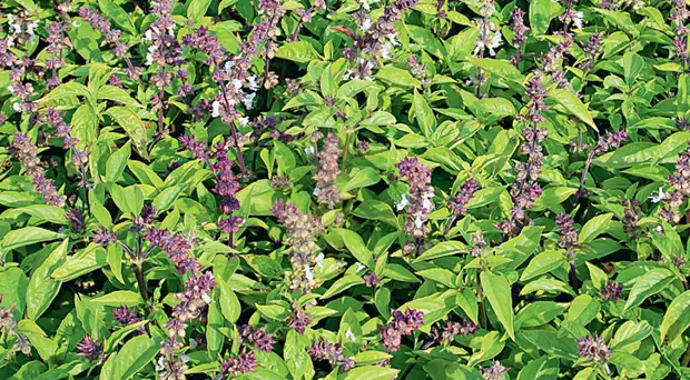 Выбираем сорта базилика на любой вкус: с ароматом лимона, карамели и другие