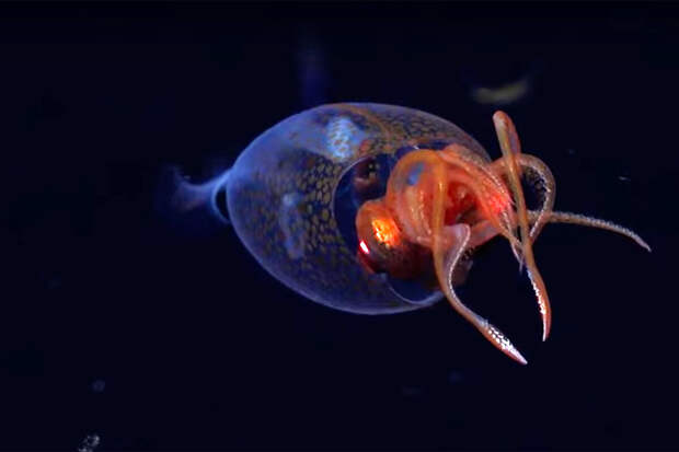 Nature: кальмары смогли пережить массовое вымирание и стремительно разнообразиться