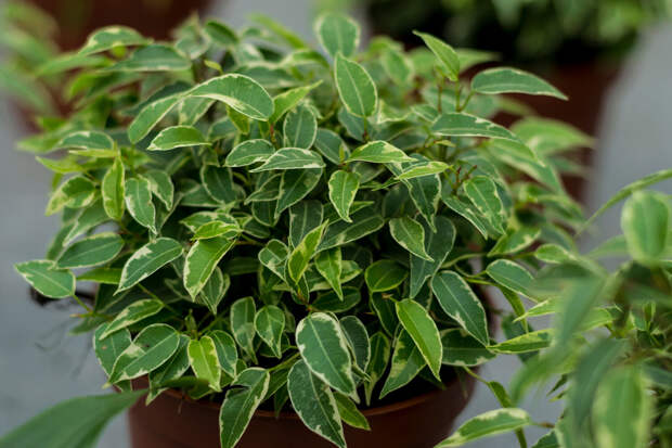 ПНИПУ: комнатные растения способны очищать воздух зимой и защищать от микробов