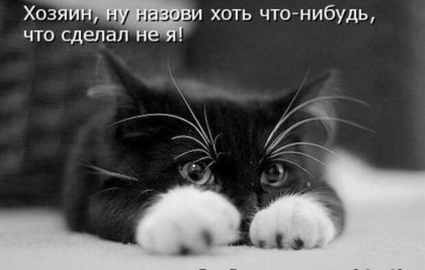 Котоматрицы: Мысли вслух