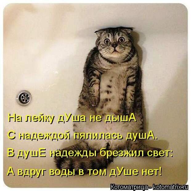 Свежая котоматрица на Бугаге (27 фото)