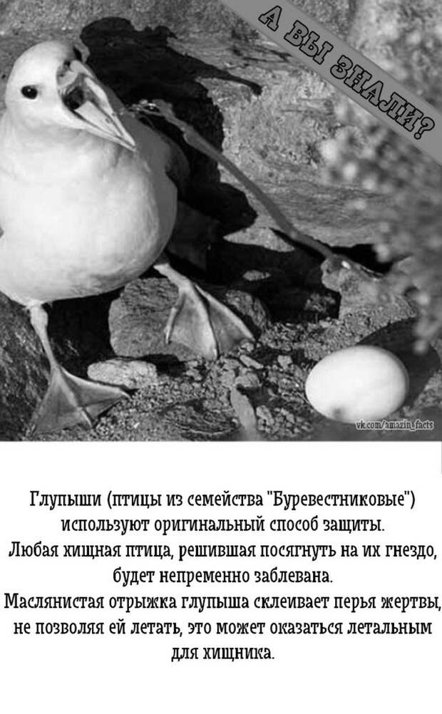 интересные факты