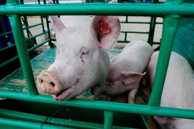 На Кубани нашли еще один очаг африканской чумы свиней