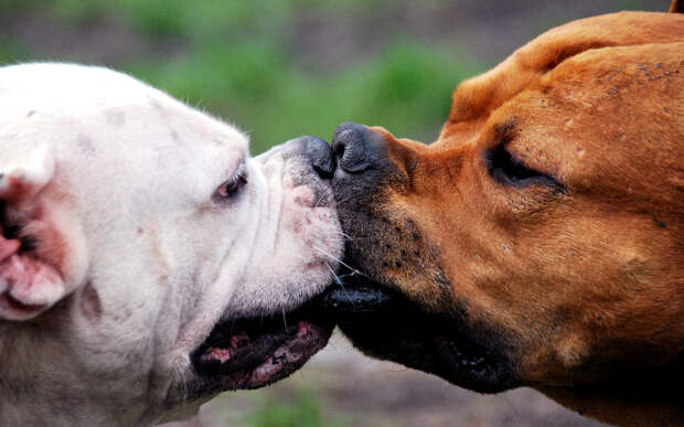 Kissing Animals