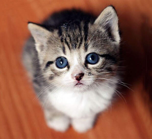 15 котов с изюминкой, которые доказывают, что любить нужно не за внешность  домашние питомцы, котики
