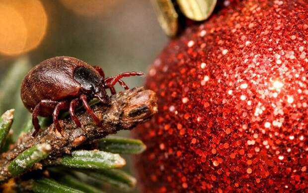 Тля, а не клещи: Metro узнало, стоит ли опасаться насекомых в новогодних ёлках