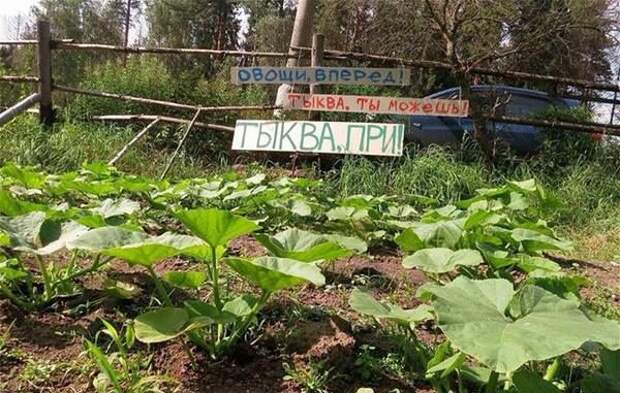 Мы верим в нашу рассаду! Мы верим в нашу рассаду! жизненно, прикол, рассада