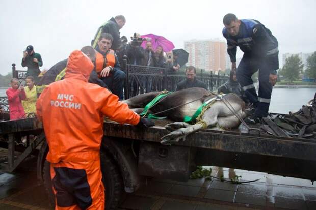 В Москве несколько часов ловили дикого лося