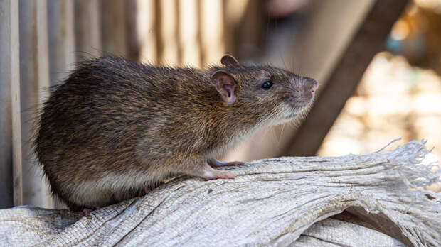 Пожирающие оптоволокно крысы довели интернет-провайдера до банкротства