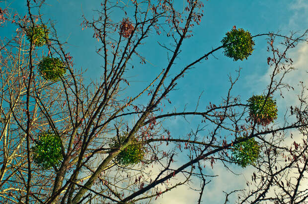 omela-5-thumb-700x465-9611 (700x465, 347Kb)