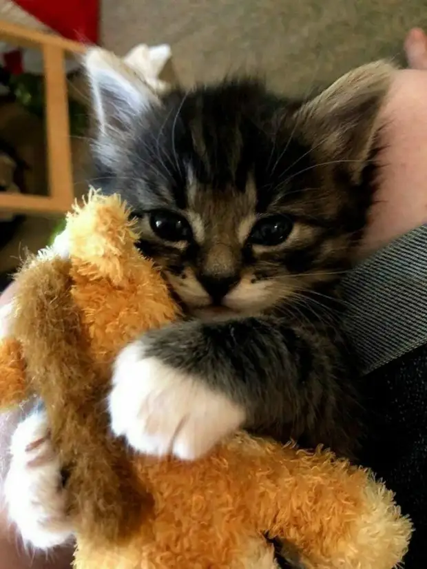 Непредсказуемые любимые игрушки домашних питомцев