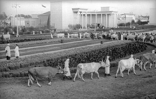 Советская жизнь в фотографиях легендарного корреспондента ТАСС Евзерихина