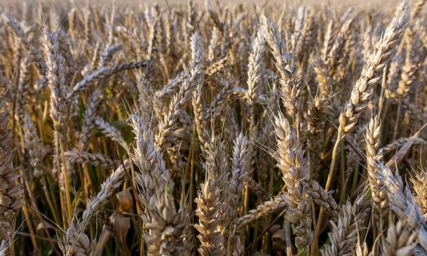 Путин ожидает рекордного урожая зерновых по итогам 2022 года