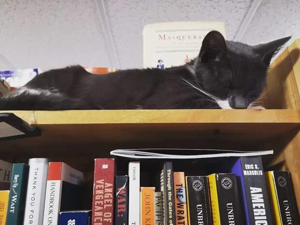 Милая хитрость книжного магазина привлекла в него сотни людей!