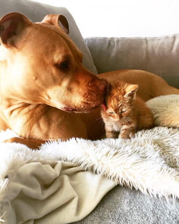 dog-likes-cats-ginger-pit-bull-bubba-loves-rue-7