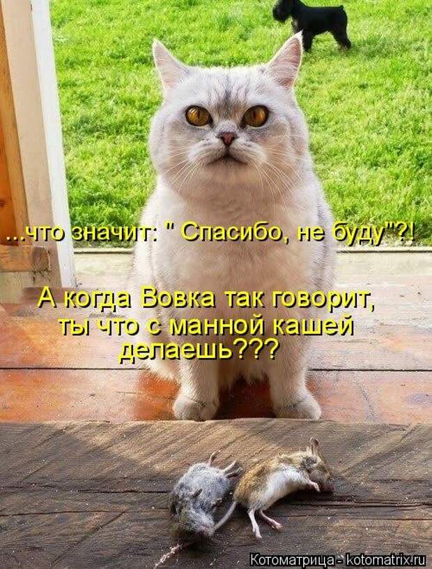 Новая котоматрица на Бугаге (33 фото)