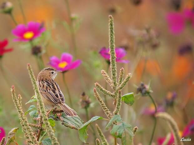 Красивые фотографии птиц и весенних цветов от фотографа Lucia Lin (Тайвань)