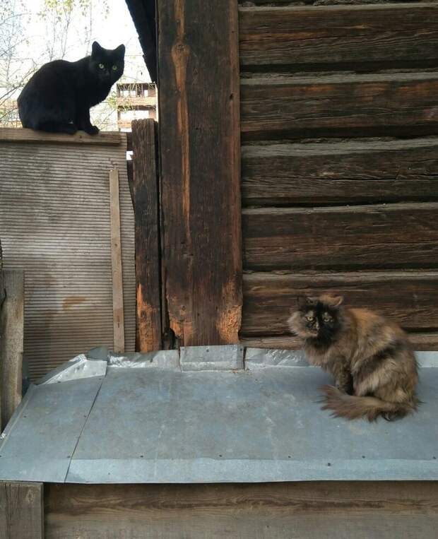 Когда не досталось места на заборе город, домашние животные, забор, кот, кошка, село, улица, эстетика