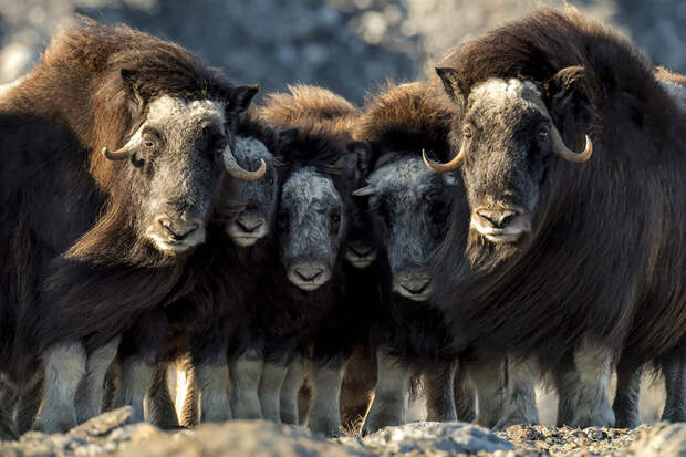Овцебыки Гренландии