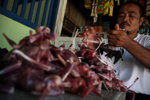 Bats Consumed For Good 25 Поедая мясо летучих мышей